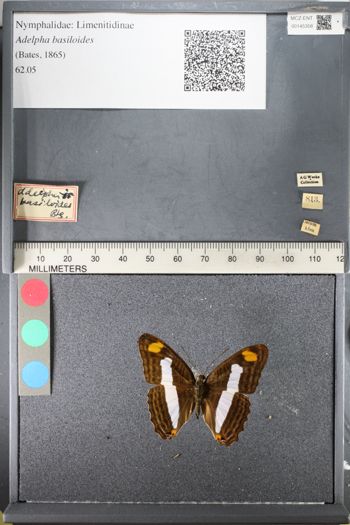 Media type: image;   Entomology 145358